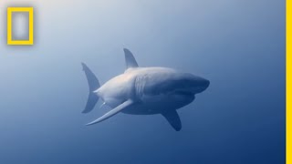 How to Identify a Bull Shark  Raging Bull Shark [upl. by Boeke948]