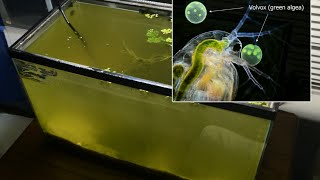 Raising Daphnia for the Freshwater Aquarium [upl. by Colver778]