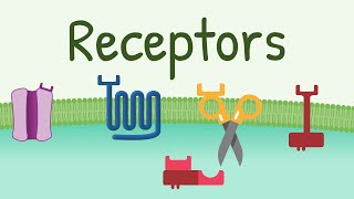 Receptors Types amp Functions [upl. by Oba]