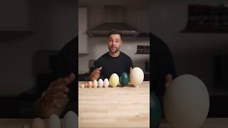 I Cooked the World’s CRAZIEST Eggs [upl. by Saxela]