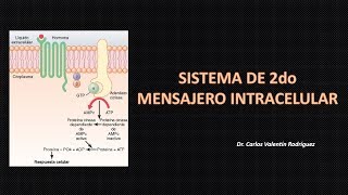 Fisiología Hormonas  Segundo Mensajero DrVale [upl. by Ahsek]