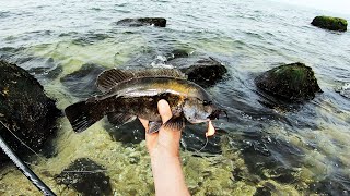 How To Catch Bait Crabs and Tasty Fish From the Beach [upl. by Arytahs]