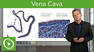 Vena Cava Structural Elements – Histology  Lecturio [upl. by Aan886]