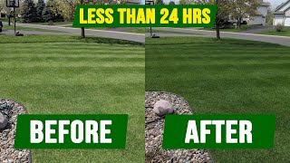 How To Get Your Grass DARK GREEN  In Less Than 24 Hours [upl. by Haem]