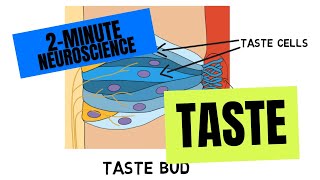 2Minute Neuroscience Taste [upl. by Ellehs733]