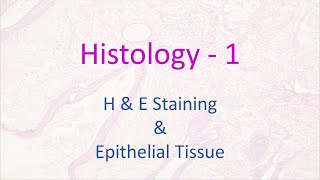 Histology  1  HampE Staining and Epithelial Tissue [upl. by Magel]