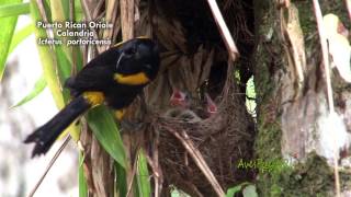 ENDEMIC BIRDS OF PUERTO RICO  AVES ENDEMICAS DE PUERTO RICO [upl. by Mullane]