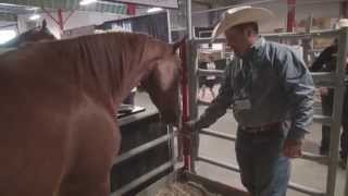 Horse breed 101  The American Quarter Horse [upl. by Gnohp565]