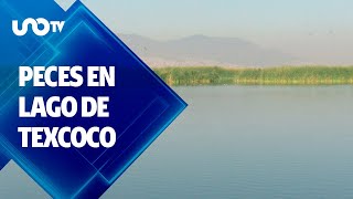 Rehabilitan ecosistema del Lago de Texcoco [upl. by Ettennor828]