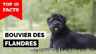 Bouvier des Flandres  Top 10 Facts [upl. by Krigsman]