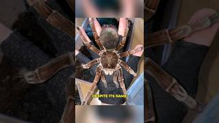 Goliath Birdeater  The Bird Eating Spider [upl. by Ettari1]