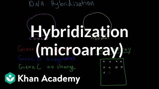 Hybridization microarray  Biomolecules  MCAT  Khan Academy [upl. by Erelia]