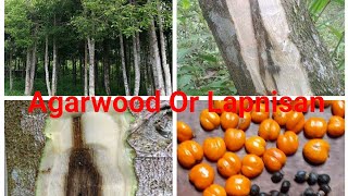 Agar Wood Or Lapnisan Plantations In the Philippines [upl. by Odanref]