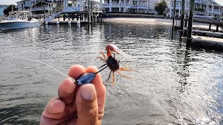 Fishing Live Fiddler Crabs On Docks For Whatever BITES [upl. by Elberta]