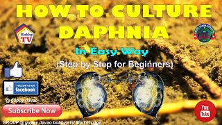 HOW TO CULTURE DAPHNIA In Easy Way [upl. by Anelrihs]