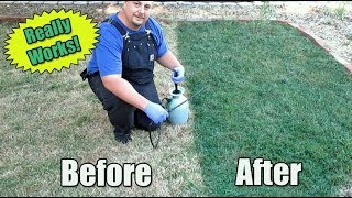 Restore Your Lawn Using Green Grass Paint [upl. by Egan]