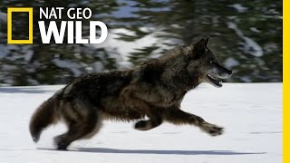 Hunting With the Dark Wolf  Wild Yellowstone [upl. by Eran]