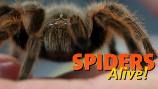 Spiders Alive  Spider Facts 101 [upl. by Hitchcock935]