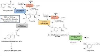 Catecholamine Biosynthesis Pathway [upl. by Enilekcaj346]