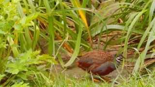 Chinese painted quails Coturnix chinensis  wild type [upl. by Ronna287]