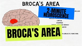 2Minute Neuroscience Brocas Area [upl. by Sheridan]