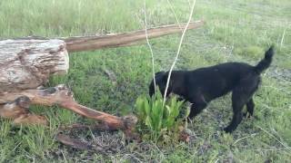 Patterdale Terrier doing some practice ratting [upl. by Albert]