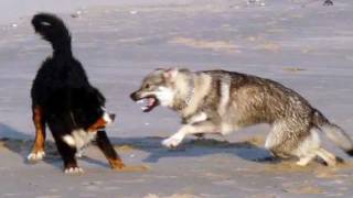 chiots bouvier bernois [upl. by Pennebaker]