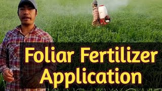 How to apply foliar fertilizer [upl. by Levine]